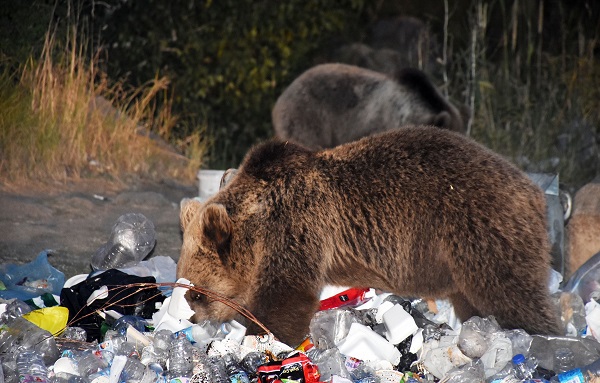 Boz ayılar aç kaldı çöplüklere dadandı