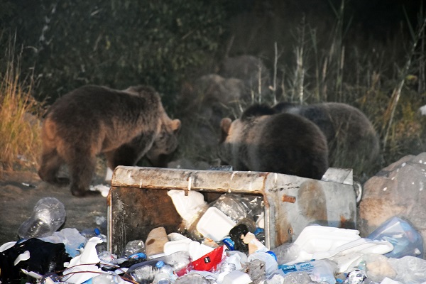 Foto - Boz ayılar aç kaldı çöplüklere dadandı