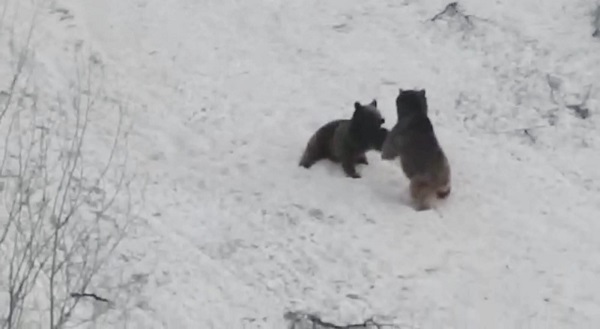 Foto - Bozayılar çocuklar gibi eğlendi