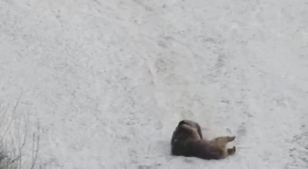 Foto - Bozayılar çocuklar gibi eğlendi
