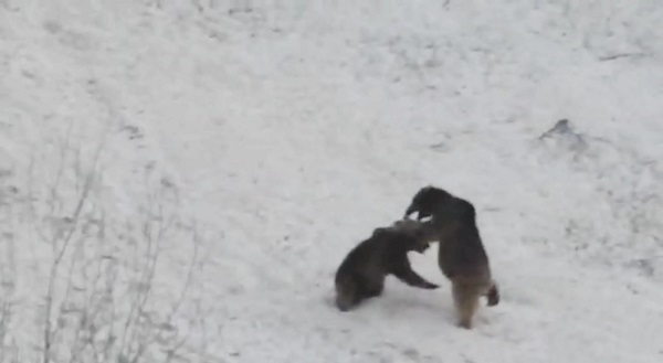 Foto - Bozayılar çocuklar gibi eğlendi
