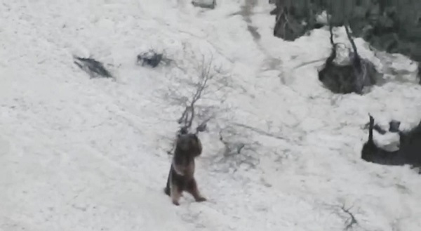 Foto - Bozayılar çocuklar gibi eğlendi