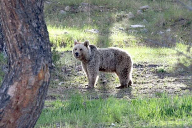 Foto - Bozayılar Sarıkamış'ın merkezine indi