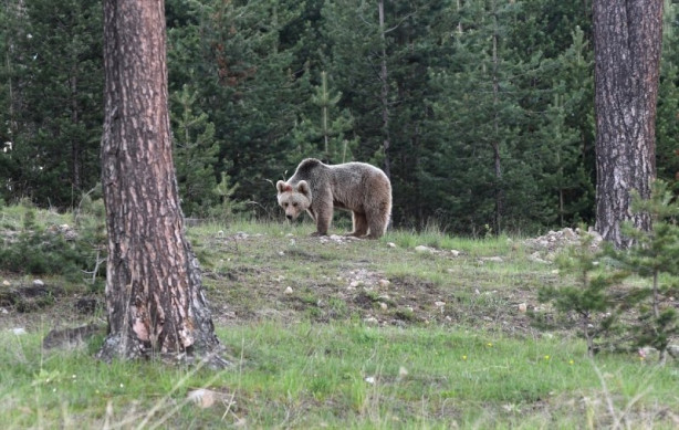 Foto - Bozayılar Sarıkamış'ın merkezine indi