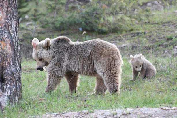 Foto - Bozayılar Sarıkamış'ın merkezine indi