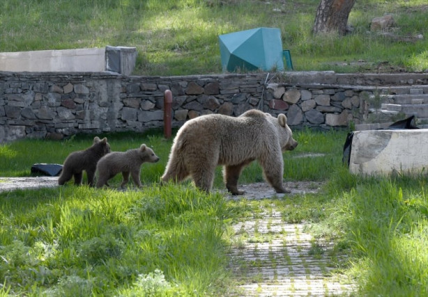 Bozayılar Sarıkamış'ın merkezine indi