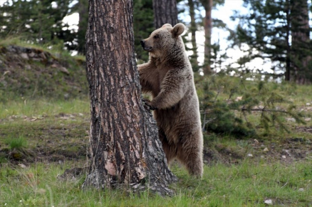 Foto - Bozayılar Sarıkamış'ın merkezine indi