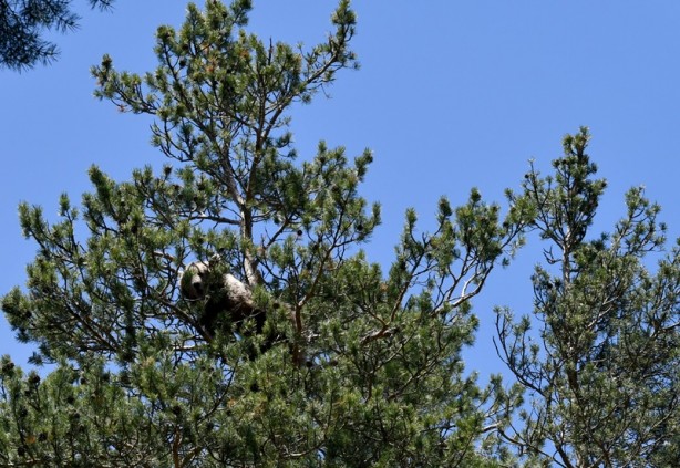 Foto - Bozayının ağacın tepesinde beslendiği anlar kameraya yansıdı
