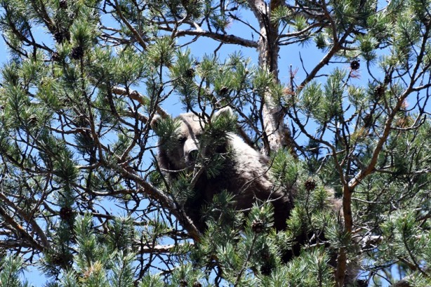 Foto - Bozayının ağacın tepesinde beslendiği anlar kameraya yansıdı