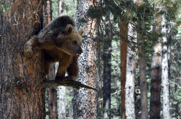Foto - Bozayının ağacın tepesinde beslendiği anlar kameraya yansıdı