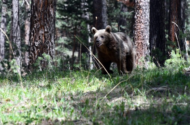 Foto - Bozayının ağacın tepesinde beslendiği anlar kameraya yansıdı