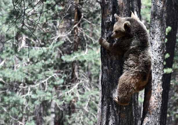 Foto - Bozayının ağacın tepesinde beslendiği anlar kameraya yansıdı