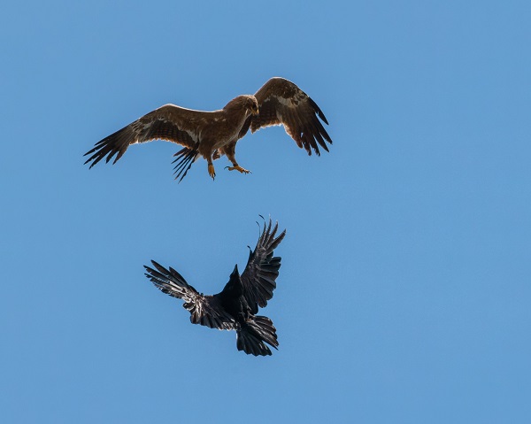 Foto - Bozkır kartalı "Yörük" yurda döndü