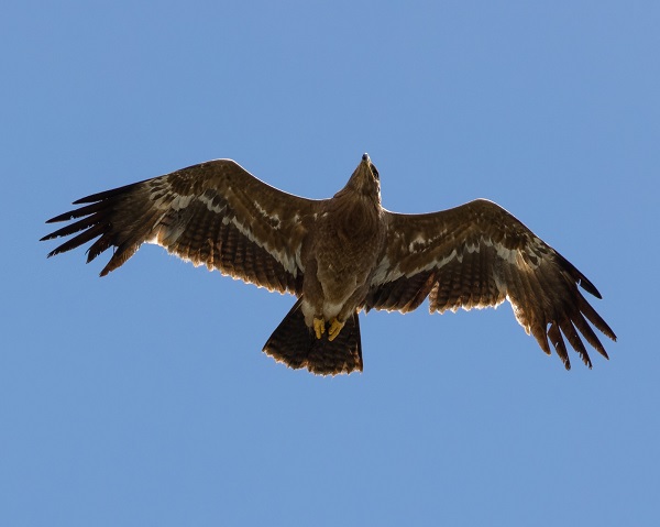 Foto - Bozkır kartalı "Yörük" yurda döndü
