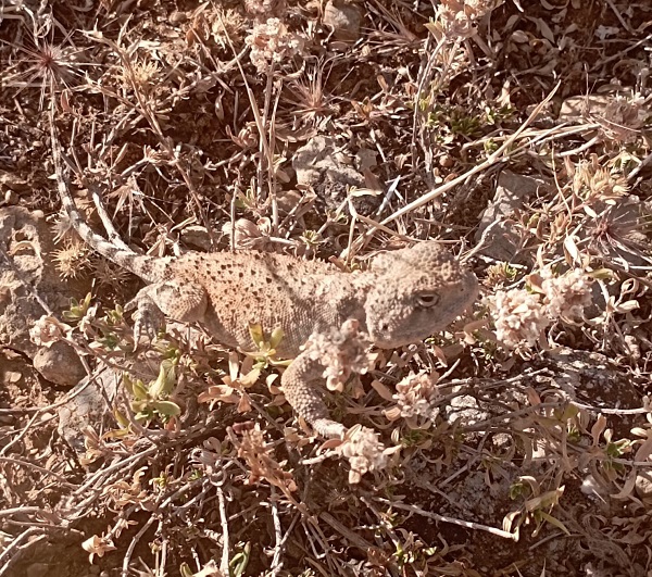 Foto - 'Bozkır keleri' o ilde görüntülendi