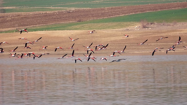 Foto - Bozkıra flamingo akını! Binlerce geldi