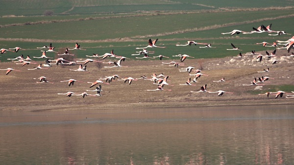 Foto - Bozkıra flamingo akını! Binlerce geldi