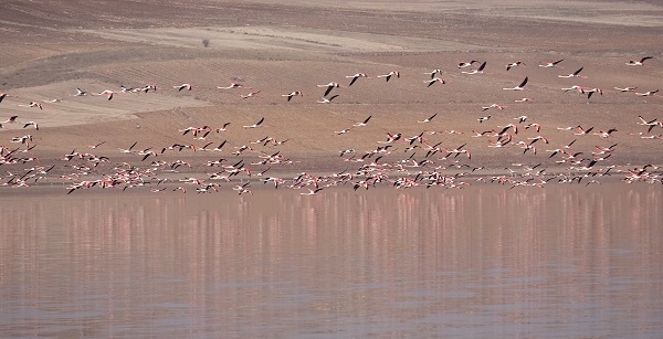 Foto - Bozkıra flamingo akını! Binlerce geldi