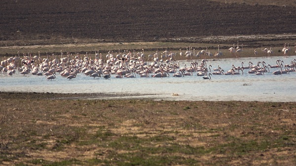 Foto - Bozkıra flamingo akını! Binlerce geldi