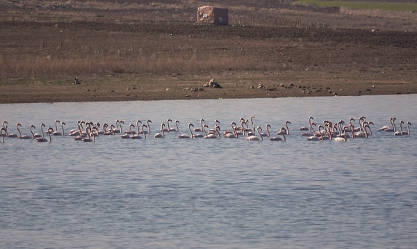 Foto - Bozkıra flamingo akını! Binlerce geldi