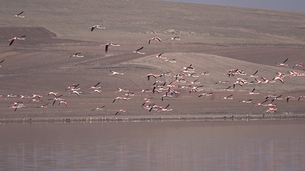 Foto - Bozkıra flamingo akını! Binlerce geldi