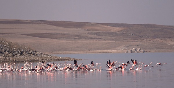 Bozkıra flamingo akını! Binlerce geldi