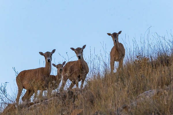 Foto - Bozkırın göz bebeği: Anadolu yaban koyunları