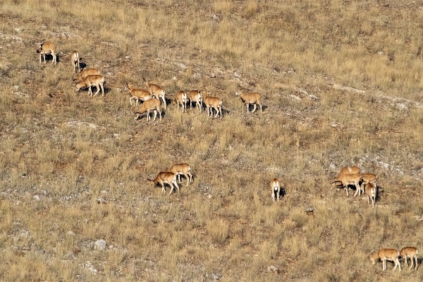 Foto - Bozkırın göz bebeği: Anadolu yaban koyunları