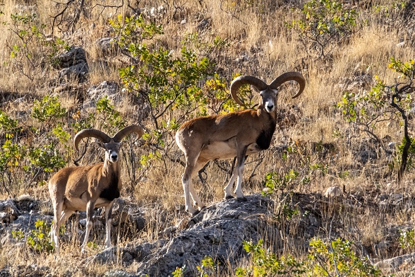 Foto - Bozkırın göz bebeği: Anadolu yaban koyunları