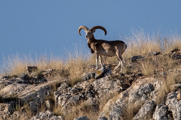 Foto - Bozkırın göz bebeği: Anadolu yaban koyunları