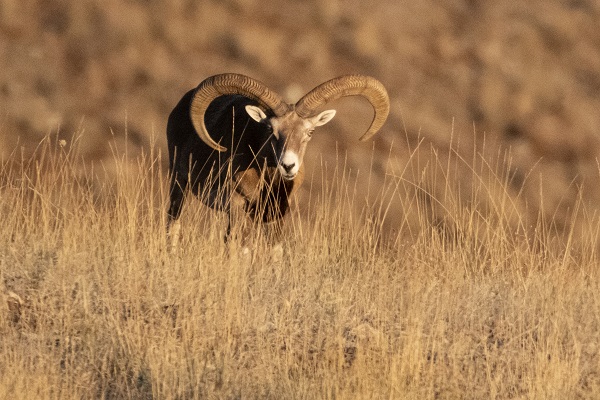 Foto - Bozkırın göz bebeği: Anadolu yaban koyunları