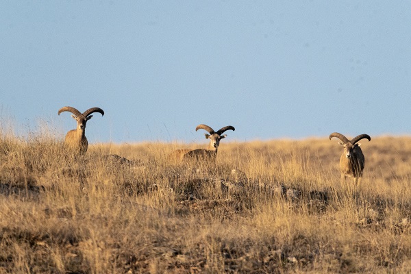Foto - Bozkırın göz bebeği: Anadolu yaban koyunları