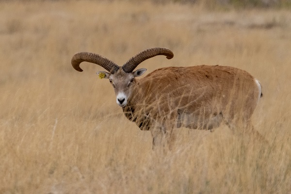 Foto - Bozkırın göz bebeği: Anadolu yaban koyunları
