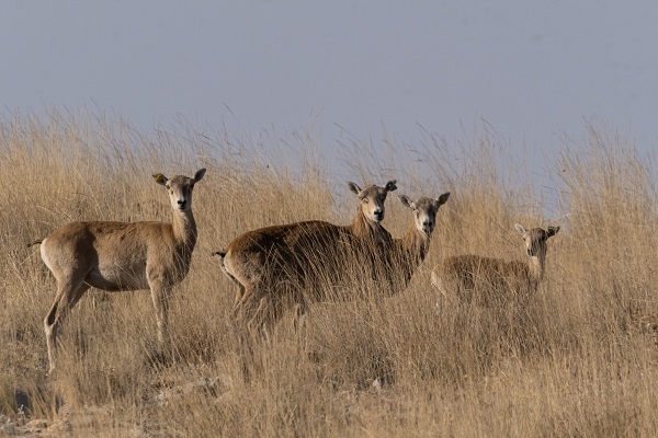 Foto - Bozkırın göz bebeği: Anadolu yaban koyunları