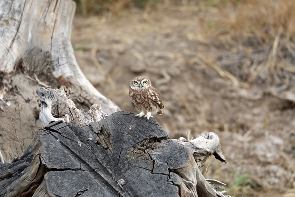 Bozkırın küçük avcısı böyle görüntülendi