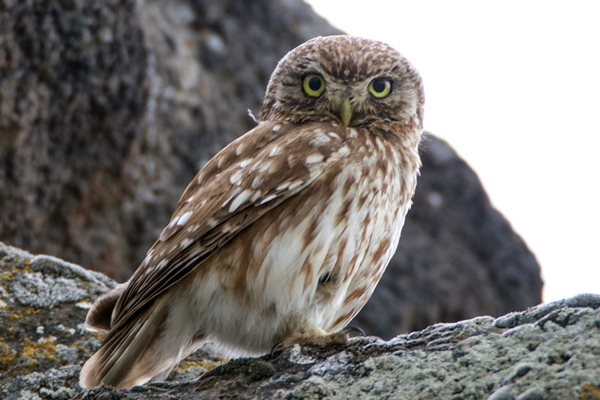 Foto - Bozkırın küçük avcısı böyle görüntülendi