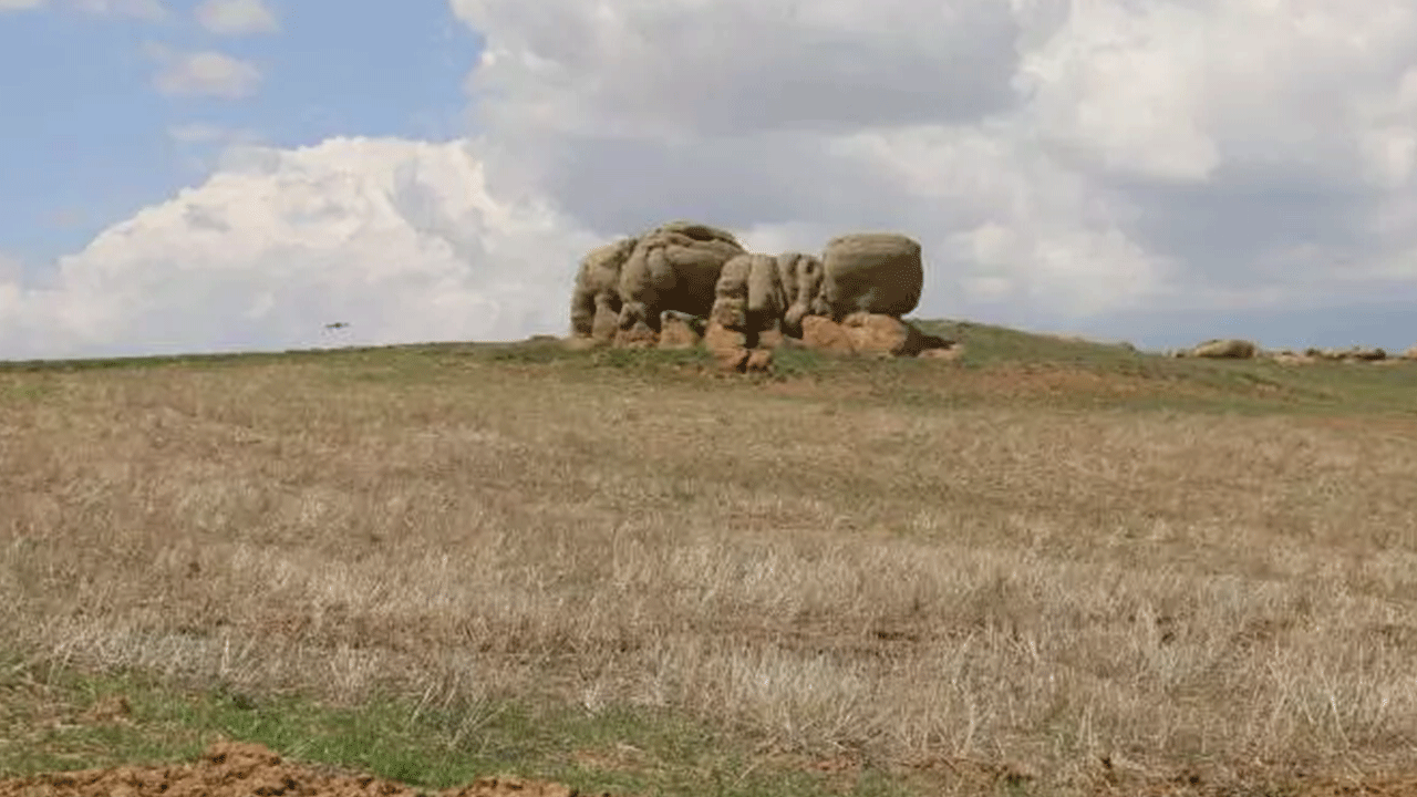 Foto - Bozkırın ortasında 5 metrelik filler! Görenler şaşırıp kalıyor!