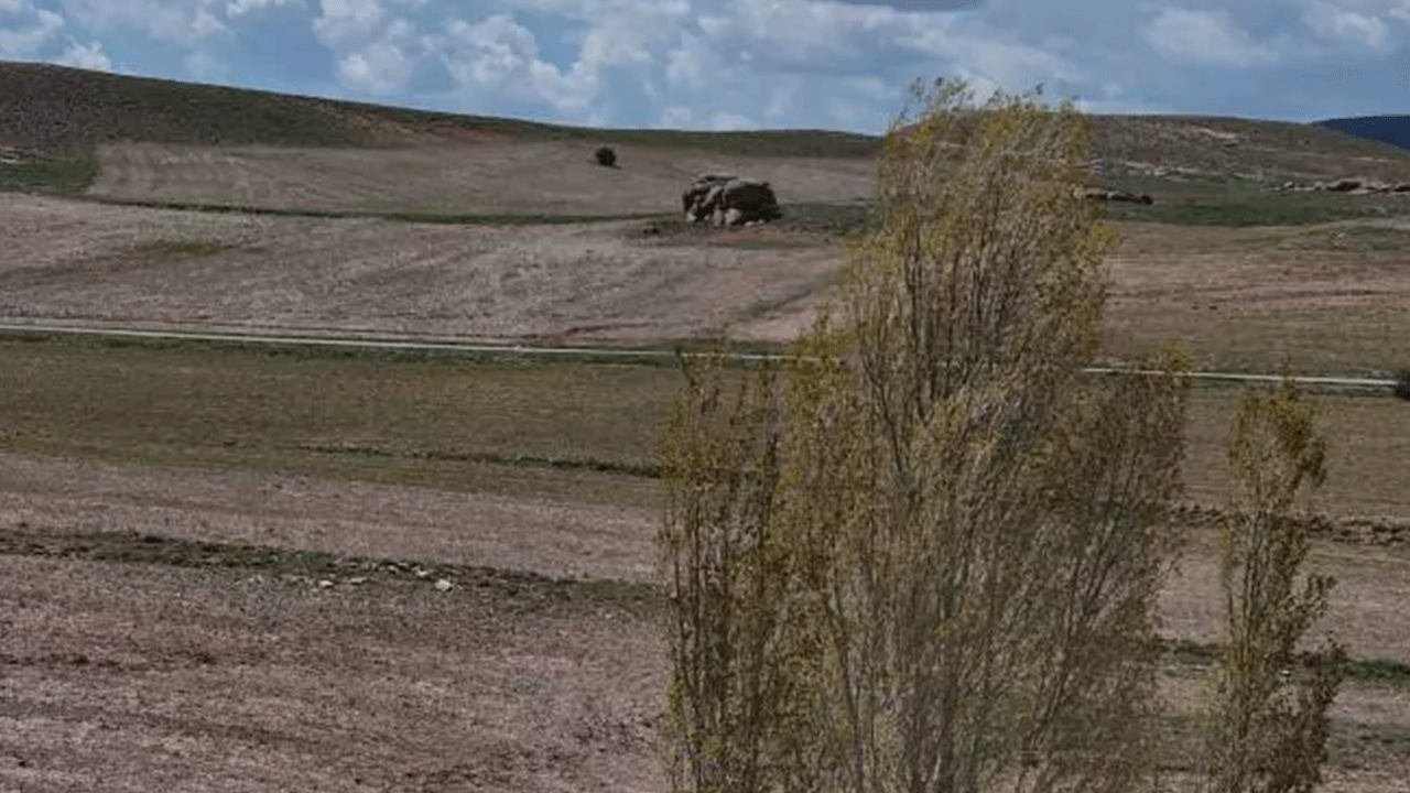 Foto - Bozkırın ortasında 5 metrelik filler! Görenler şaşırıp kalıyor!