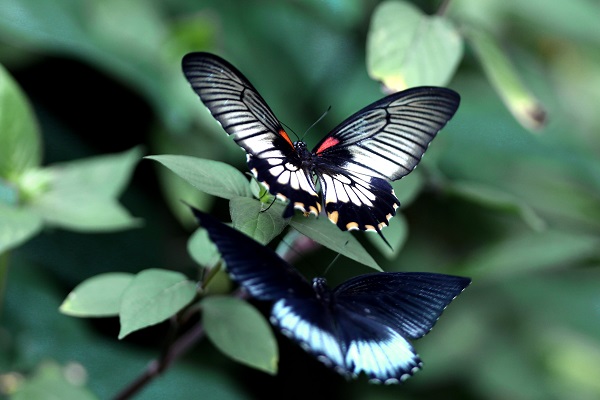 Foto - Bozkırın ortasındaki tropikal bahçe