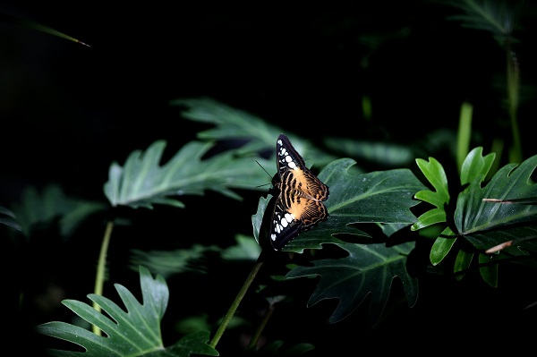 Bozkırın ortasındaki tropikal bahçe