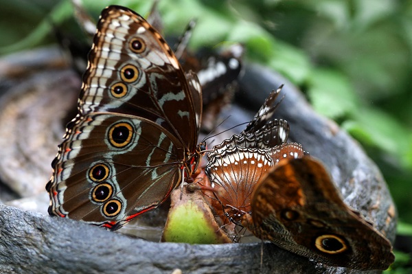 Foto - Bozkırın ortasındaki tropikal bahçe