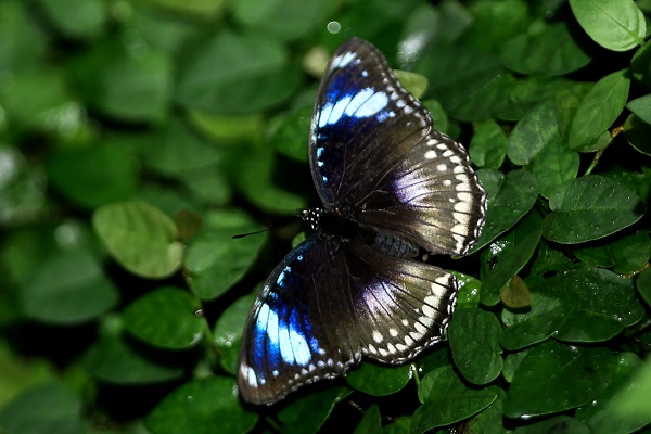 Foto - Bozkırın ortasındaki tropikal bahçe