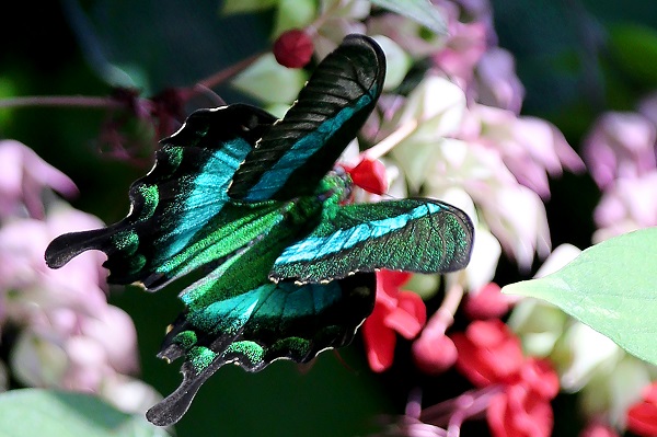Foto - Bozkırın ortasındaki tropikal bahçe