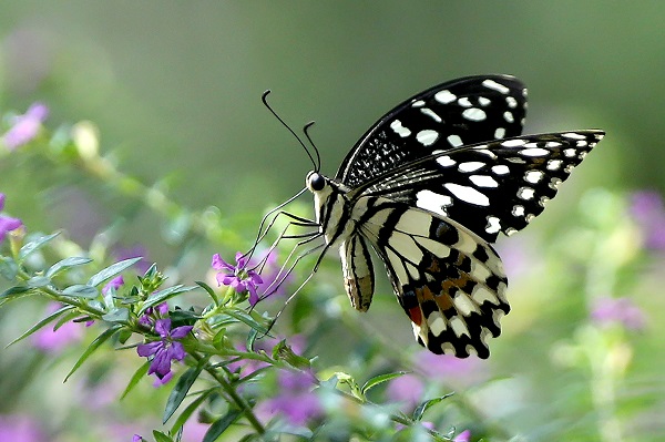 Foto - Bozkırın ortasındaki tropikal bahçe