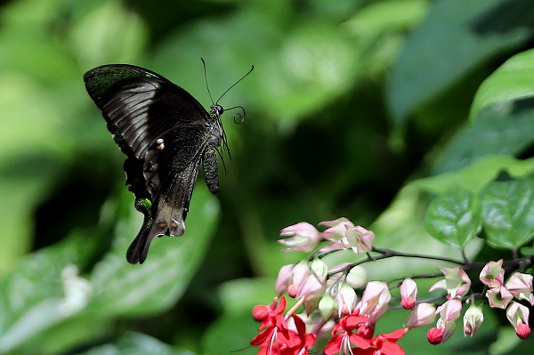 Foto - Bozkırın ortasındaki tropikal bahçe