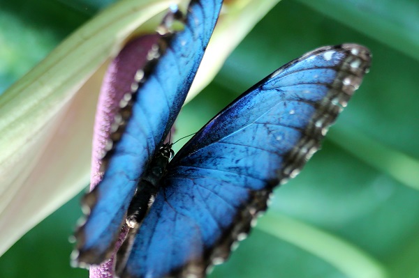 Foto - Bozkırın ortasındaki tropikal bahçe