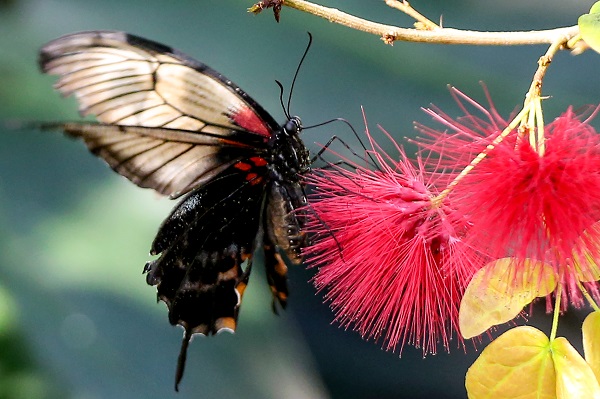 Foto - Bozkırın ortasındaki tropikal bahçe