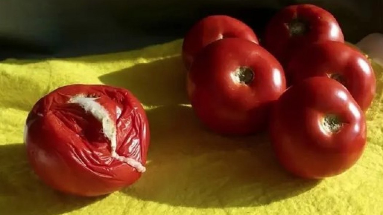 Bozulmuşu bile faydalı: Çürüyen domatesleri sakın çöpe atmayın!
