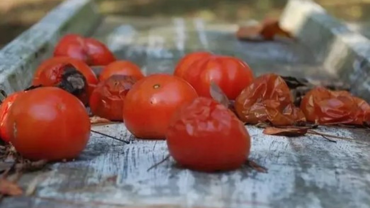 Foto - Bozulmuşu bile faydalı: Çürüyen domatesleri sakın çöpe atmayın!