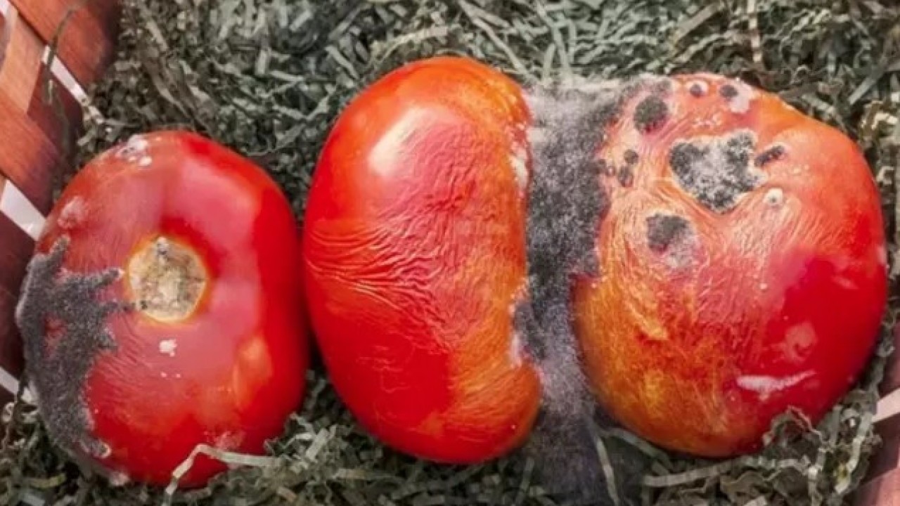 Foto - Bozulmuşu bile faydalı: Çürüyen domatesleri sakın çöpe atmayın!